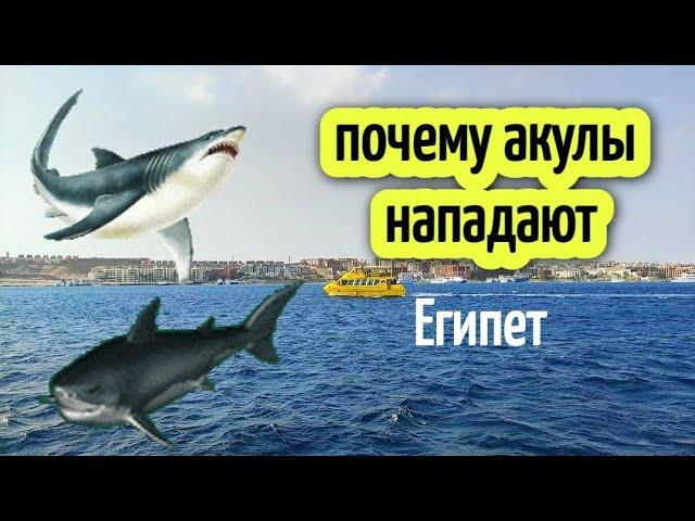 ПОЧЕМУ АКУЛЫ НАПАДАЮТ Как избежать трагедий в море️why do sharks attack