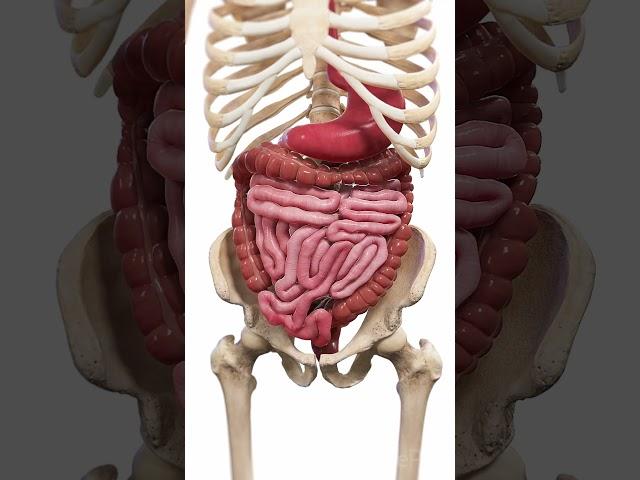 ️ Peristalsis: The Wave-Like Motion of Digestion ️  #anatomy