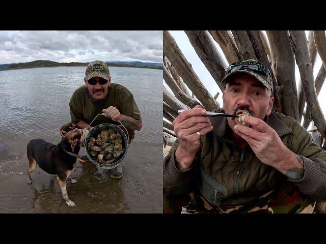 Mud oysters in the driftwood hut