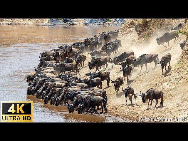 4K African Animals: The Great Wildebeest Migration, Africa - Scenic Wildlife Film With African Music