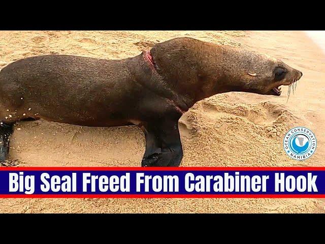 Big Seal Freed From Carabiner Hook