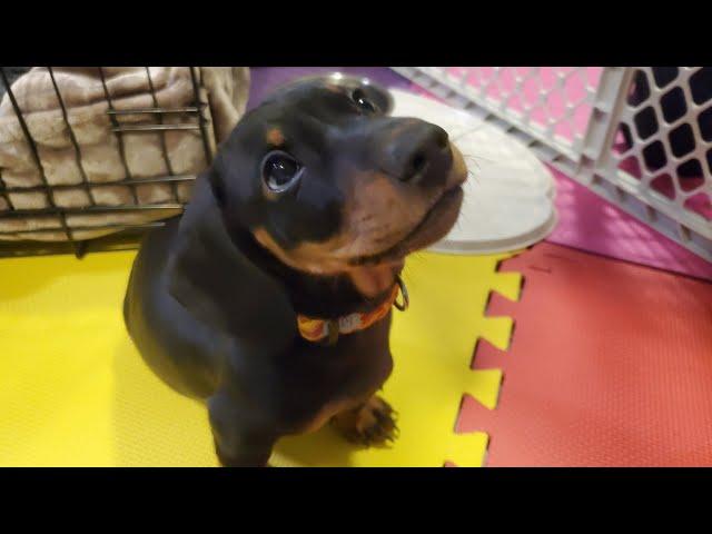 PICKING UP OUR NEW PUPPY | Miniature Dachshund Loki | 接小腊肠国强回家啦