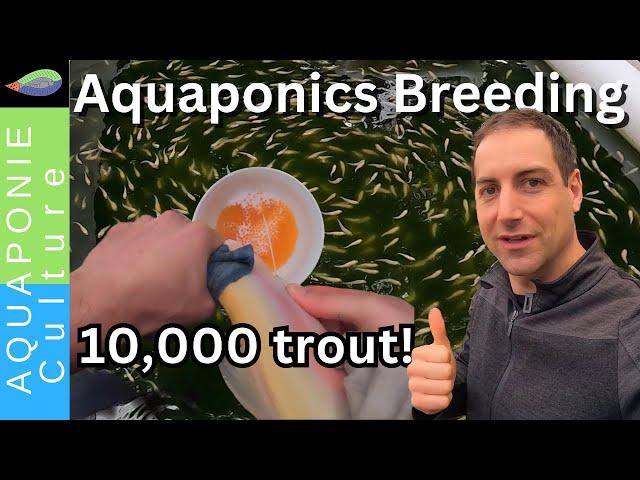 Breeding and Hatching 10,000 trout in my Aquaponics backyard!