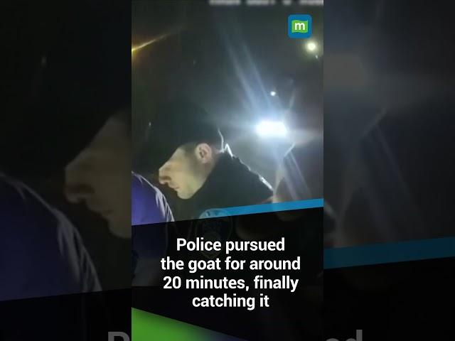 Bodycam Shows Police Chasing Runaway Goat on U.S. Highway