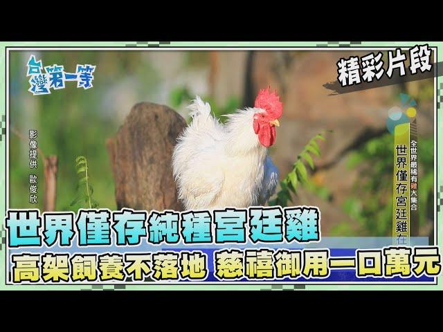 台灣第一等【身價不菲罕見宮廷雞 台灣不落地飼養成功育種（50種品種公雞大集合）】_467集精選版
