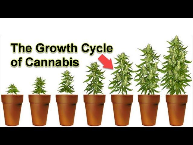 COMMERCIAL CANNABIS LIFE CYCLE - CLONE TO HARVEST - HPS LIGHTS - HYDROPONICS - INDOOR GROW