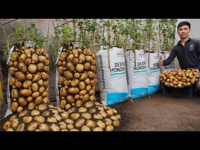 Growing potatoes in soil bags. Will help you not have to spend money on buying potatoes anymore