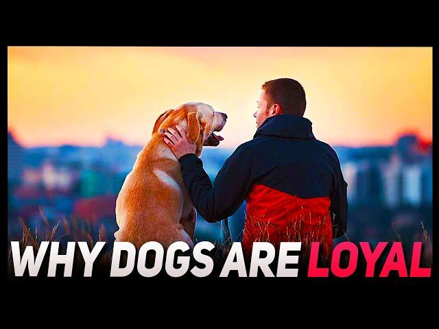 Why Dogs are Loyal?