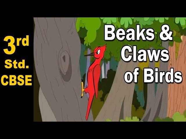Beaks and claws of Birds | 3rd Std | Science | CBSE Board | Home Revise