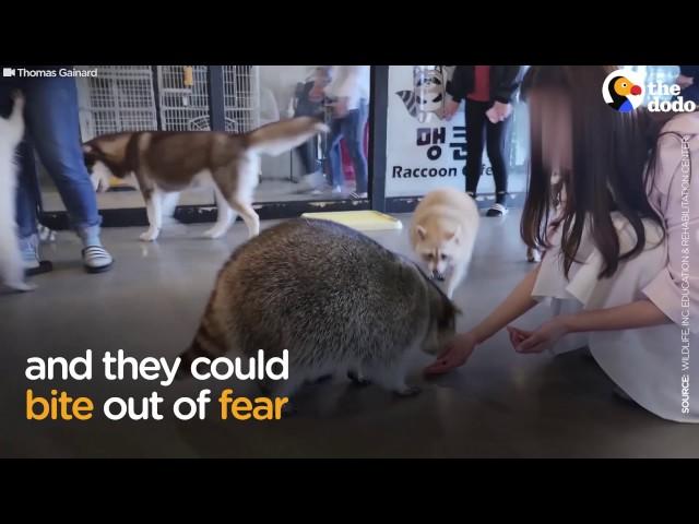 Raccoon Cafes Force Raccoons To Hang Out With Humans | The Dodo