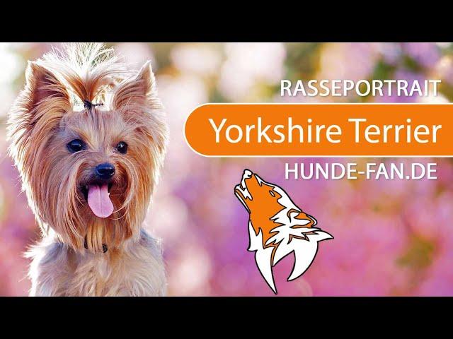 ► Yorkshire Terrier [2019] History, Appearance, Temperament, Training, Exercise, Care & Health