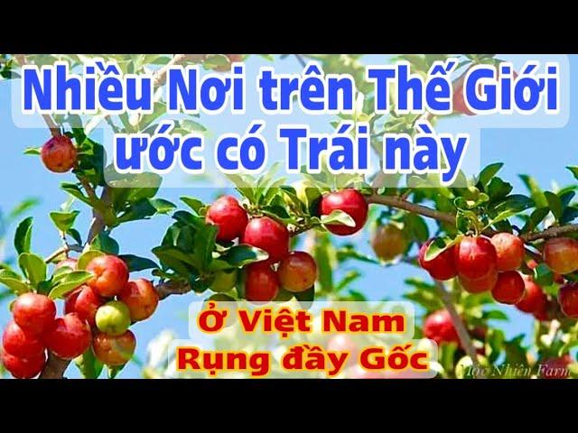 Nhiều Nơi trên Thế Giới ước Có Trái này, ở Việt Nam rụng đầy Gốc. PHAN HẢI Channel