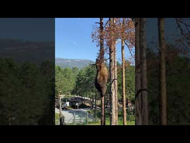 Brown Bear Scales Tree to Get a Snack || ViralHog