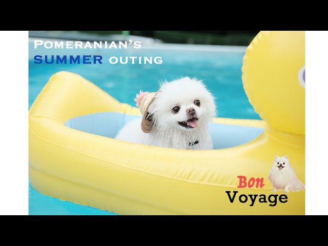 Pomeranian going to a dog swimming pool! What a dog swimmer