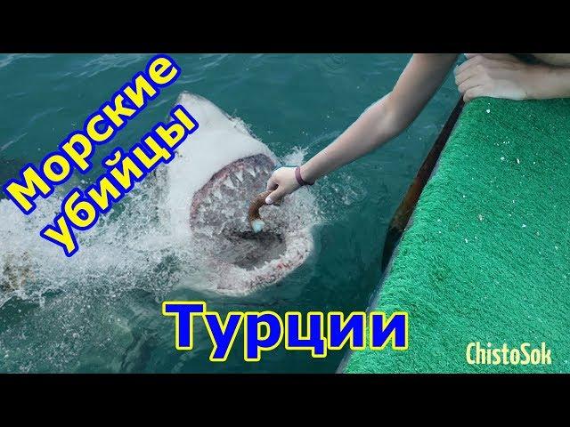 ТОП Самых Опасных Морских Обитателей Турции – HD