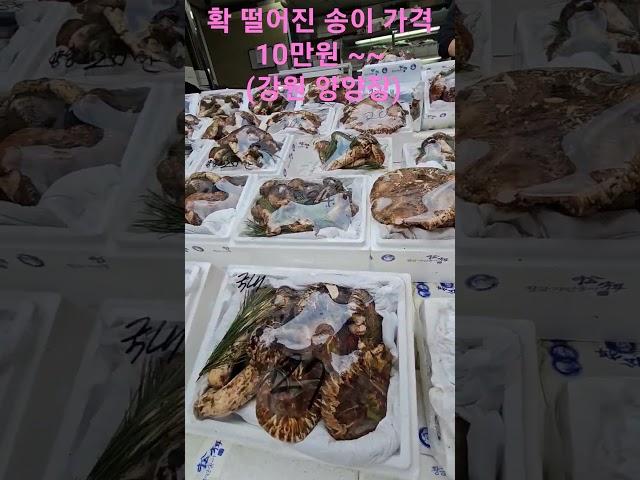 송이 버섯 가격이 뚝.  500g  10만원 부터 ~~~    강원 양양장 23. 10. 14일