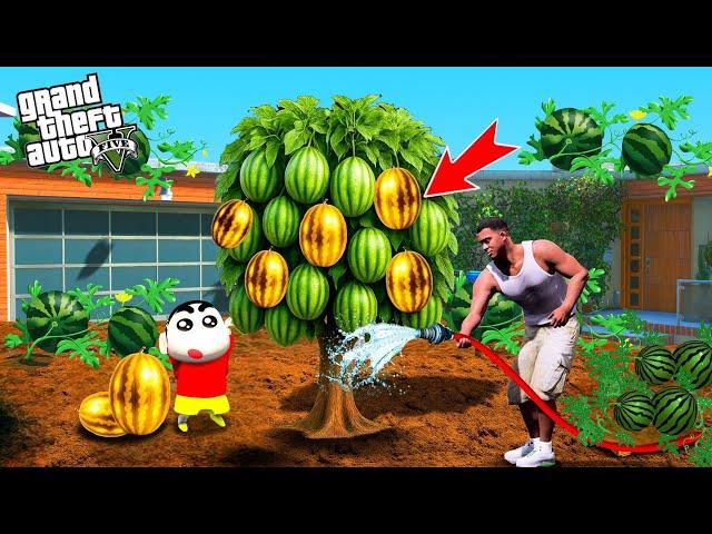 Franklin and Shinchan Grow Big Watermelons Outside Their House in GTA 5