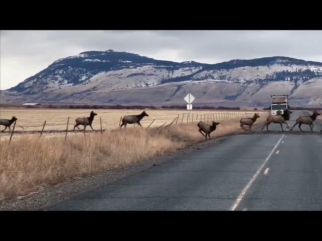 Massive Herd of Elk Crossing HWY 237 in Eastern Oregon - December 2022