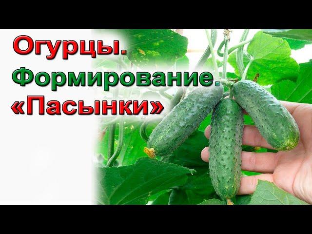 Как формировать огурцы. Схема формирования. Начинающим.