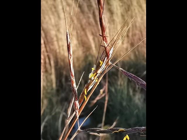 Hyparrhenia hirta ή Υπαρένια η τριχωτή