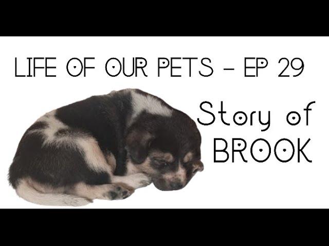 LIFE OF OUR PETS - EP 28 - Story of Brook