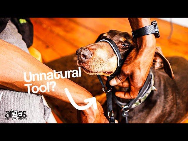 Are Head Halters Unnatural? | Ask Argos