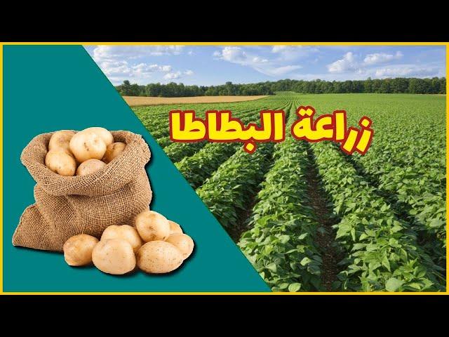 زراعة البطاطس او البطاطا في أوروبا | كيفية زراعتها ورعايتها و حصادها