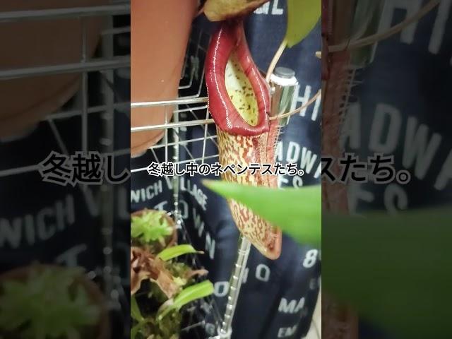 冬のネペンテス（ウツボカズラ）たち。　記録用