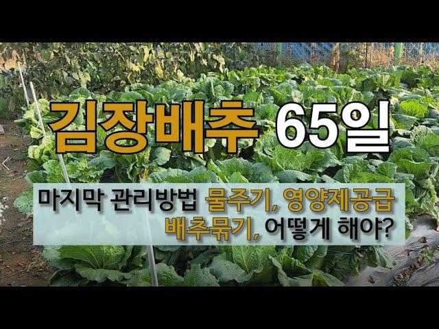 김장배추 마지막 관리 방법 물 주기 영양제 공급 배추 묶기 어떻게 해야? #김장배추 물 끊는 시기 #김장배추 영양제 주기 #김장배추 묶는 시기.