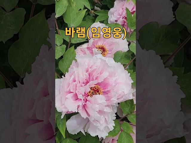 #바램#임영웅#노사연#shorts#예쁜카페#토닥토닥행자tv #봄축제