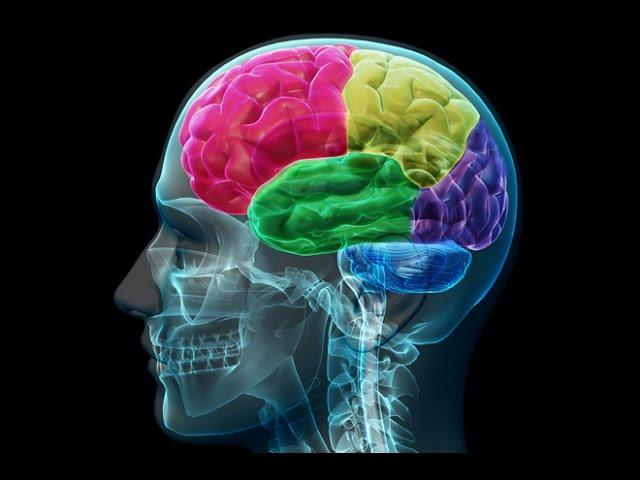 Anatomy and Physiology of Nervous System Part Brain