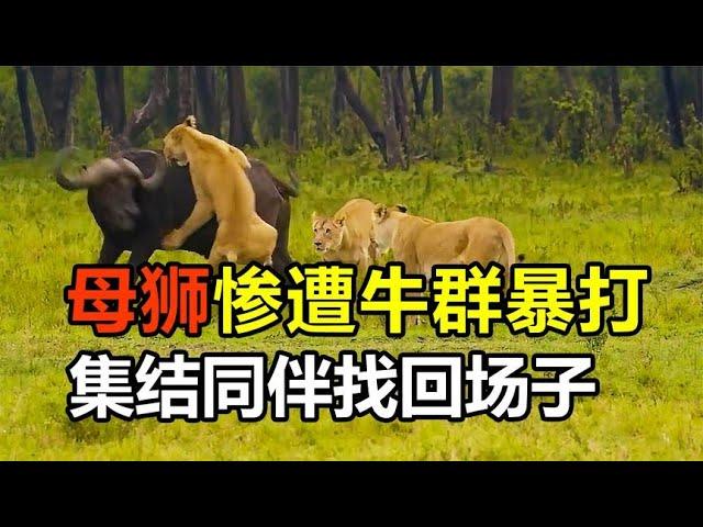 動物反殺！母獅襲擊小牛，卻慘遭牛群暴打，鬣狗對疣豬發動攻擊，卻被對方追著跑，鬣狗眼饞野狗晚餐，卻慘遭一頓毒打#大自然 #野生動物 #動物 #動物故事 #動物世界 #獅子 #野牛#鬣狗#野狗#動物反殺