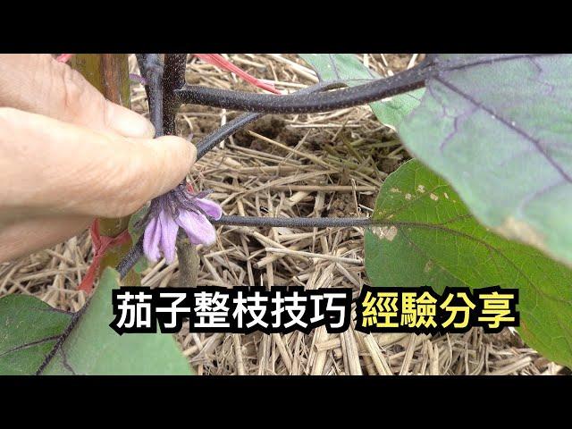 茄子整枝技巧