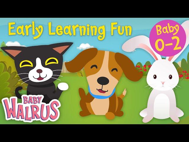 Early Learning Fun #6 | Pet Animals   Counting & Colors | Educational