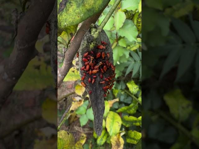 Invasion: Swarms of Bugs Take Over – Nature’s Creeping Horde Unleashed!