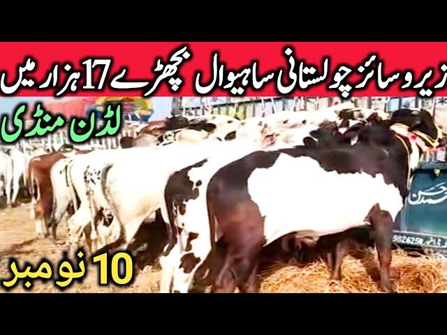 Luden Cow Mandi Cholistani Sahiwal Dhani Dajili Bachre Qurbani 2022 || Global Village Farming