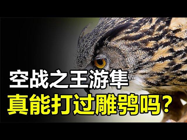 “空战之王”游隼，遭遇最大鸟类猫头鹰，究竟谁能获胜？