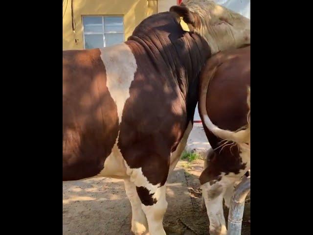 Amazing Cow and Bull Meeting Video | Natural Breeding