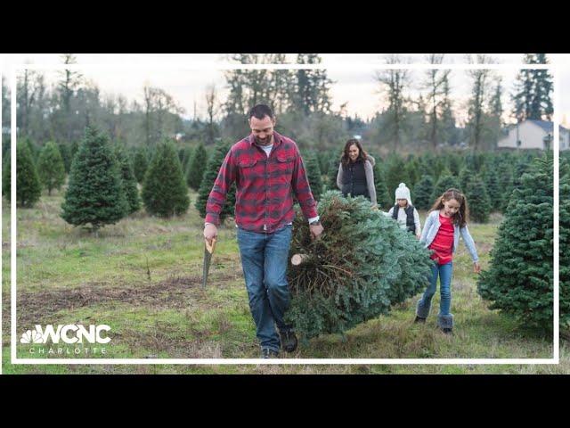 A special meaning for Christmas trees from western North Carolina this season