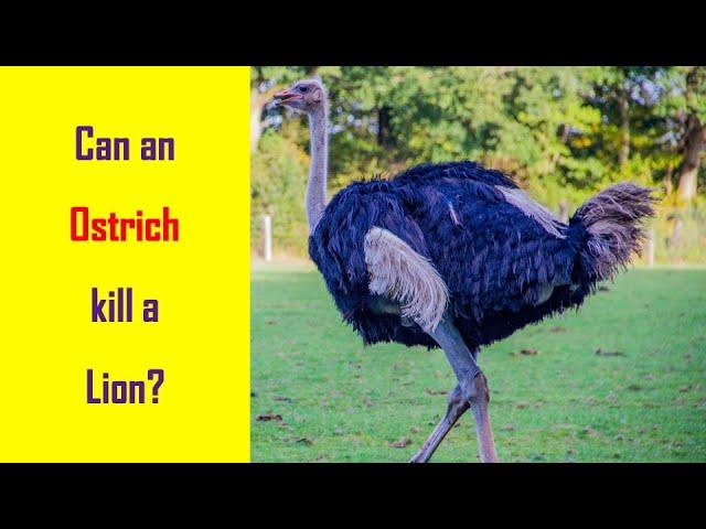 I Spy Ostrich Challenge - Animal facts / Brainteaser [ Spot and Find Puzzles ]