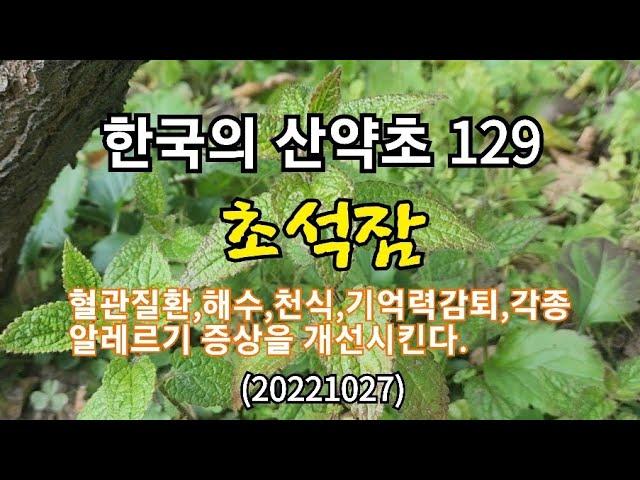 #한국의 산약초 129.초석잠(20221027)각종 혈관질환,기침감기,해수,천식,기억력감퇴,각종 알레르기에 좋다.