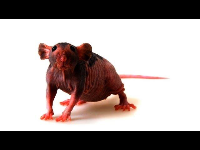 Hairless vs. Furry Rats | Pet Rats