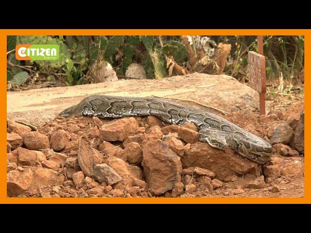 Residents of Baringo shocked as python appears after the burial of a snake charmer