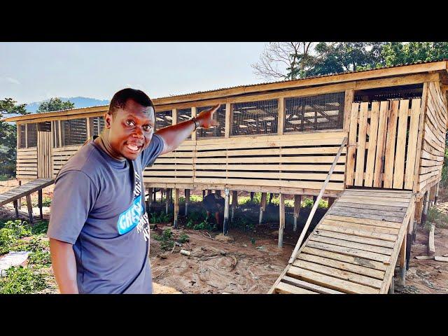 We built the best modern goat pen 2024| Modern goat pen| Goat farming in a raised pen