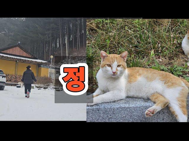 정/길냥이/시골일상