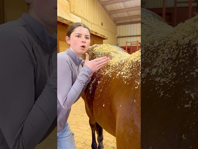 The Harsh Truth About Owning a Horse..  #shorts #animals