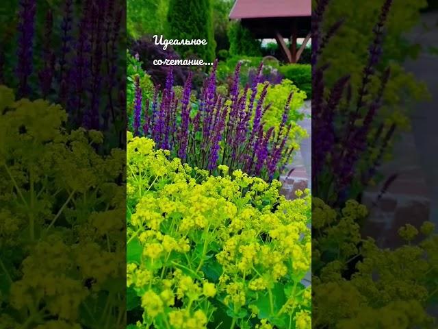 Идеальное сочетание многолетников