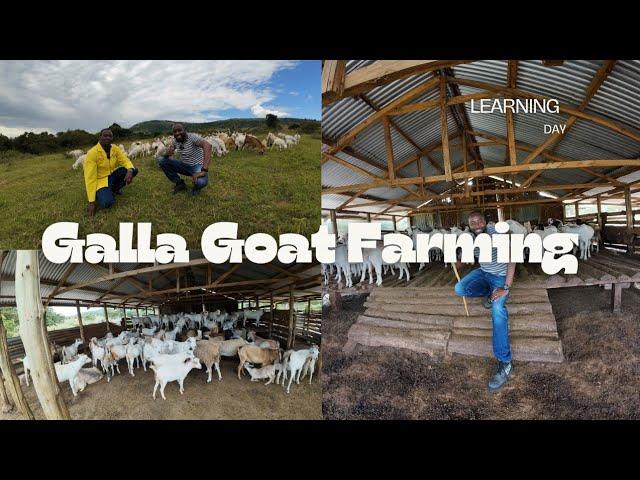 300 plus Galla Goat Farming in Tranzoia, Inspiration vlog.