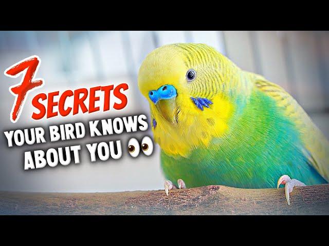 7 Secrets Your Bird Knows About You