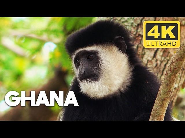 Ghana: A Nation of Rich History and Iconic Wildlife | Africa from Above | 4K UHD Documentary